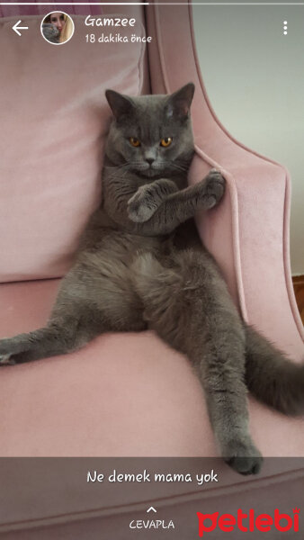 British Shorthair, Kedi  Duman fotoğrafı