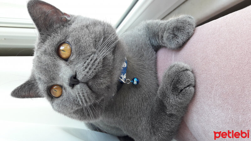 British Shorthair, Kedi  Duman fotoğrafı