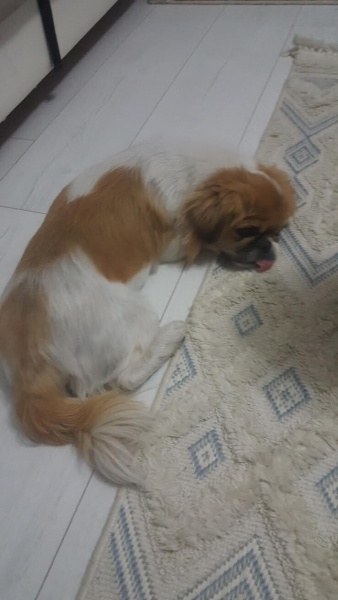 Pekingese, Köpek  Prenses fotoğrafı