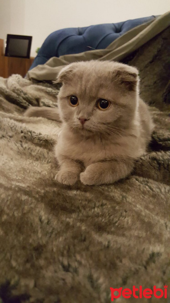 Scottish Fold, Kedi  Mia fotoğrafı