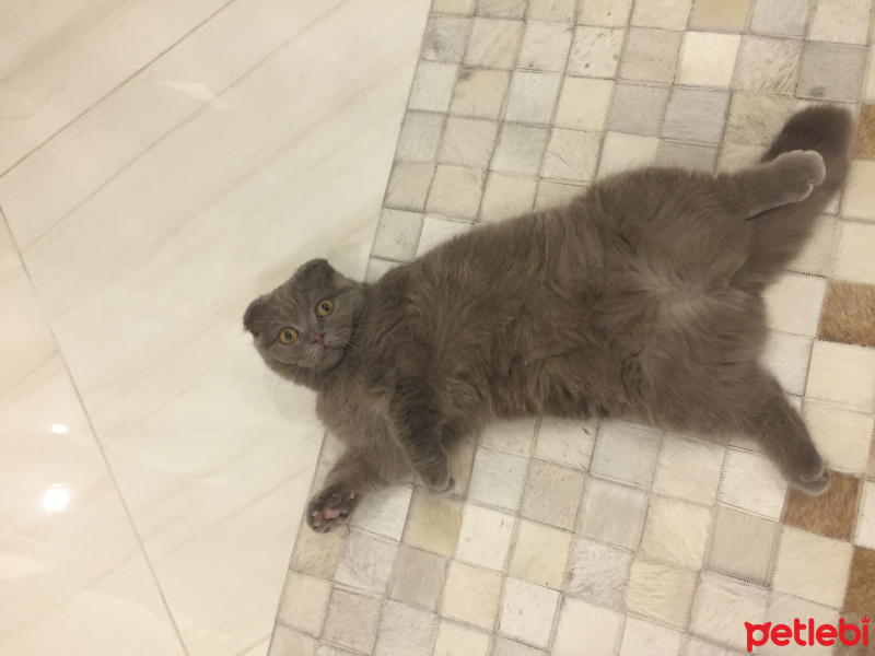 Scottish Fold, Kedi  Mia fotoğrafı