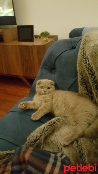 Scottish Fold, Kedi  Mia fotoğrafı