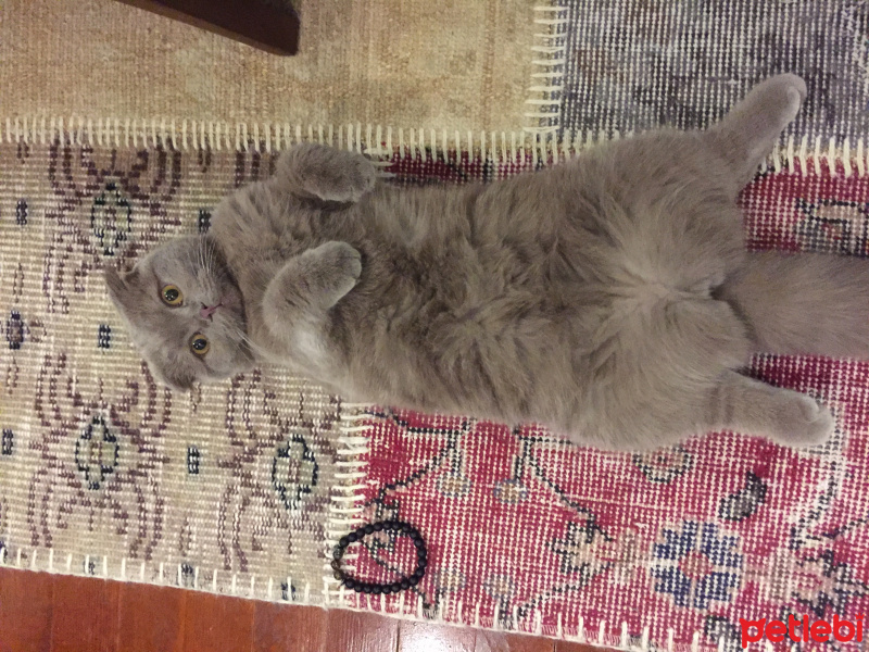 Scottish Fold, Kedi  Mia fotoğrafı