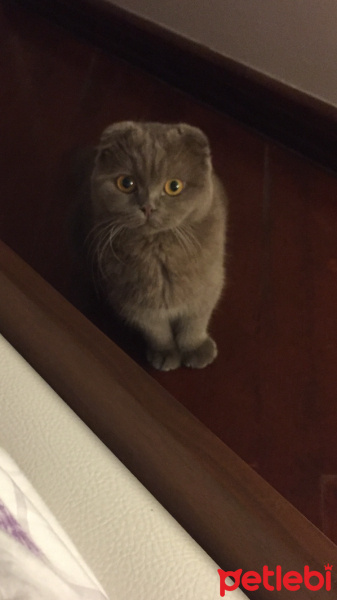 Scottish Fold, Kedi  Mia fotoğrafı