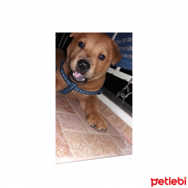 Chow Chow (çin Aslanı), Köpek  Zeus fotoğrafı