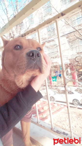Chow Chow (çin Aslanı), Köpek  Zeus fotoğrafı