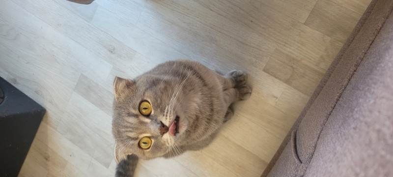 Scottish Fold, Kedi  Lucifer fotoğrafı
