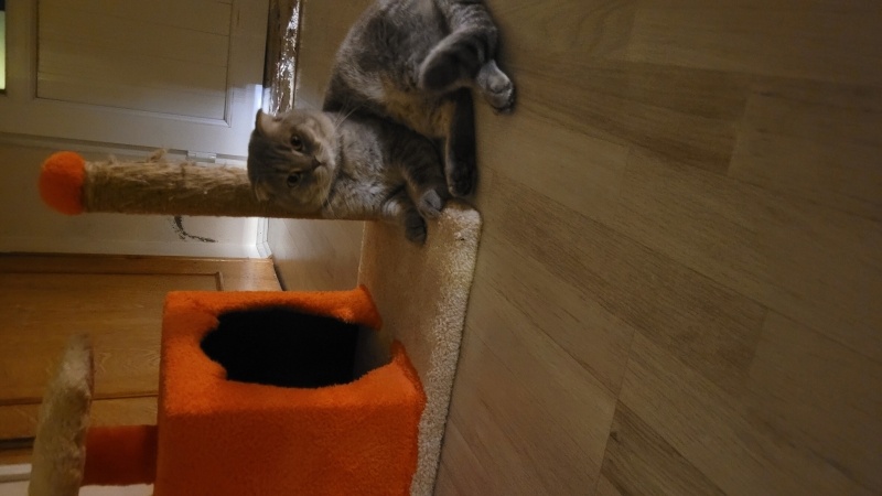 Scottish Fold, Kedi  Lucifer fotoğrafı