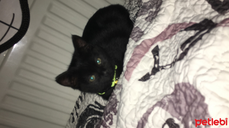 Tekir Kedi, Kedi  Mardy fotoğrafı