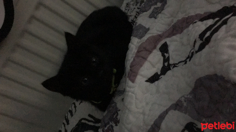 Tekir Kedi, Kedi  Mardy fotoğrafı