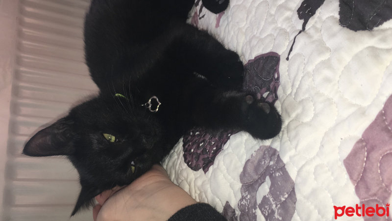 Tekir Kedi, Kedi  Mardy fotoğrafı