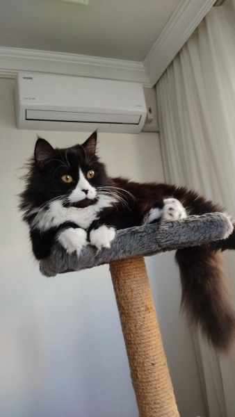 British Shorthair, Kedi  Zeytin fotoğrafı
