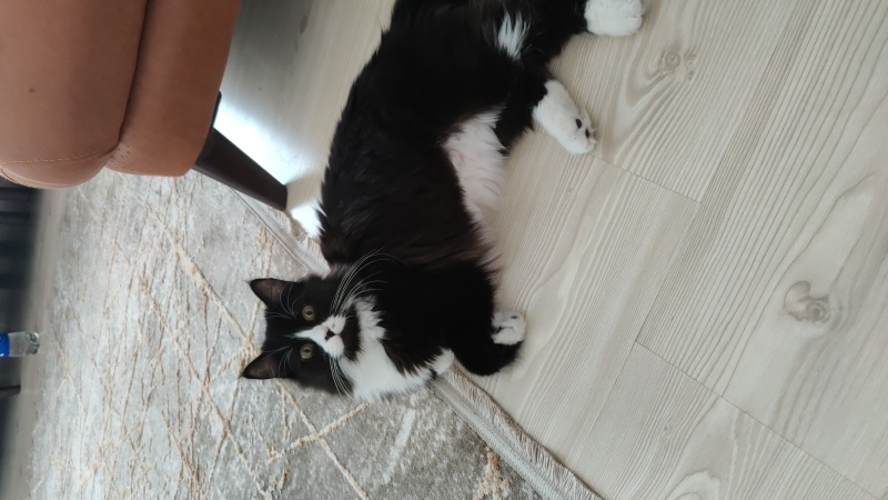 British Shorthair, Kedi  Zeytin fotoğrafı