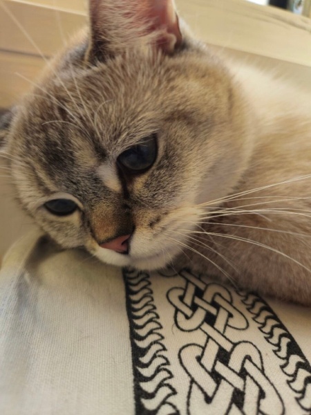 British Shorthair, Kedi  Lokum fotoğrafı