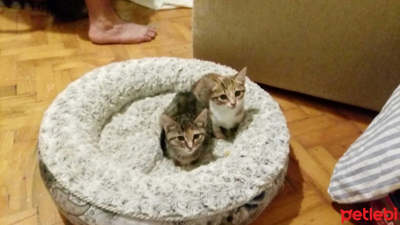 Tekir Kedi, Kedi  Fındık, Şila fotoğrafı