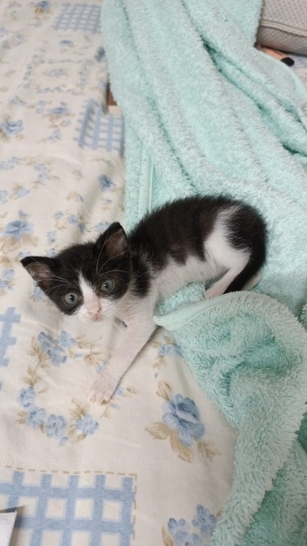 Tuxedo (Smokin) Kedi, Kedi  Pekmez fotoğrafı