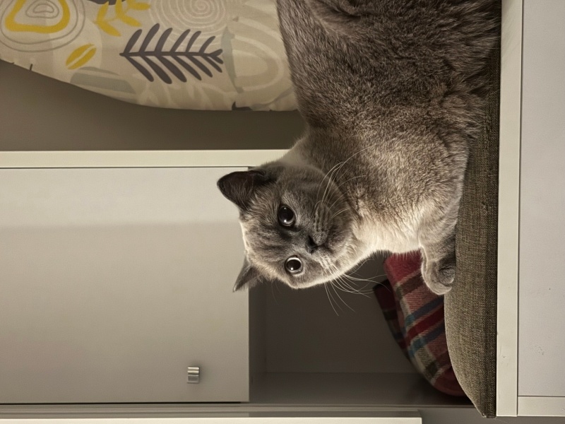 Siyam Kedisi, Kedi  Abide fotoğrafı