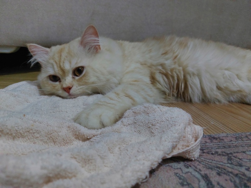 İran Kedisi (Persian), Kedi  Şekerler fotoğrafı