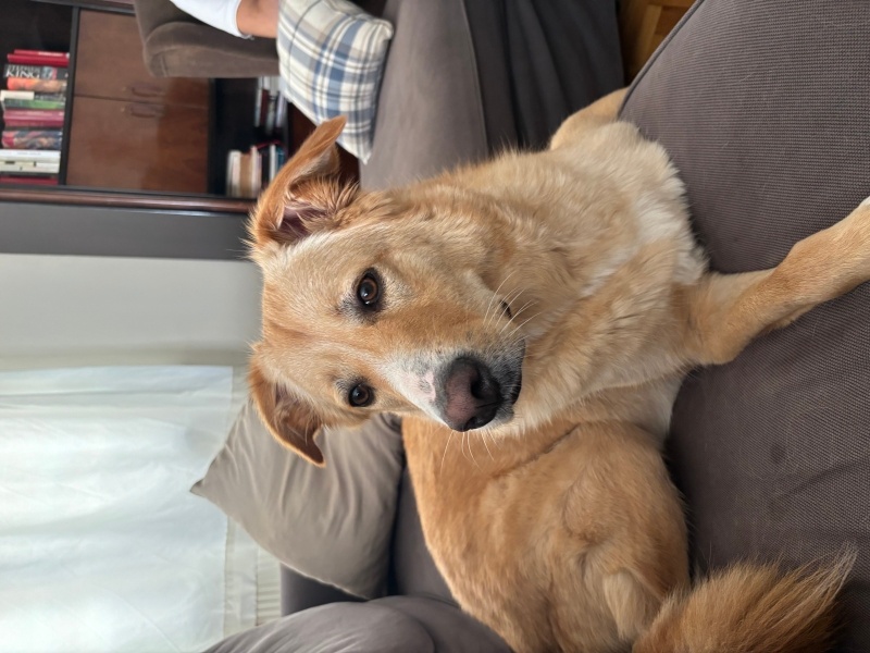 Sokö (Sokak Köpeği), Köpek  Latte fotoğrafı