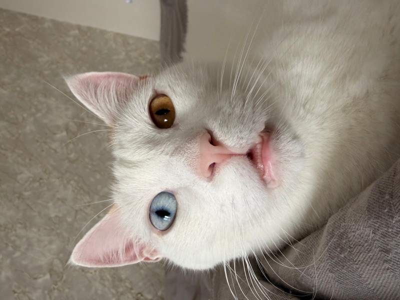 Tekir Kedi, Kedi  Nugget fotoğrafı