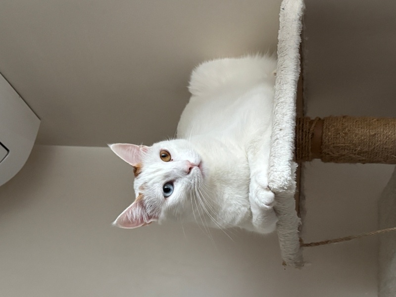 Tekir Kedi, Kedi  Nugget fotoğrafı