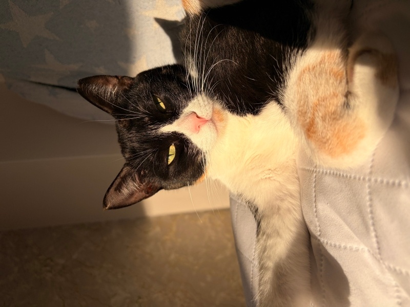 Tekir Kedi, Kedi  Brownie fotoğrafı