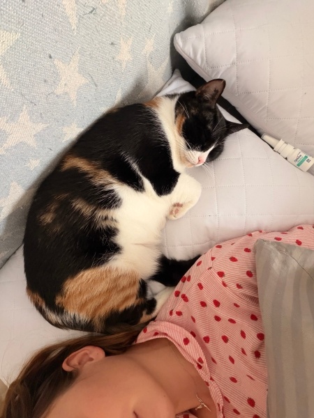 Tekir Kedi, Kedi  Brownie fotoğrafı