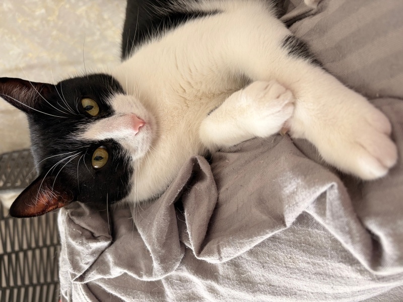 Tuxedo (Smokin) Kedi, Kedi  Pistachio fotoğrafı