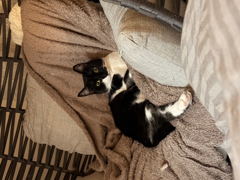 Tuxedo (Smokin) Kedi, Kedi  Mackenzie fotoğrafı