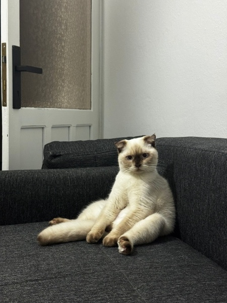Scottish Fold, Kedi  Dobby fotoğrafı