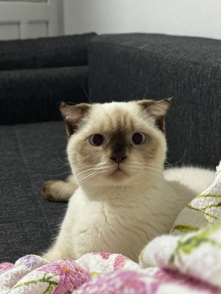 Scottish Fold, Kedi  Dobby fotoğrafı