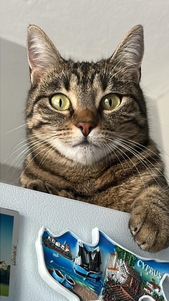 Tekir Kedi, Kedi  KAPTAN MİNNOŞ FIRTINA fotoğrafı