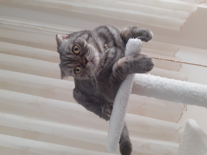 Scottish Fold, Kedi  Luna fotoğrafı