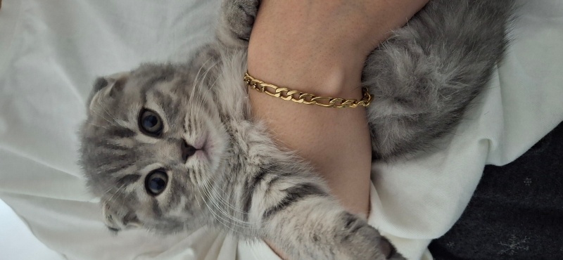 Scottish Fold, Kedi  Gümüş fotoğrafı