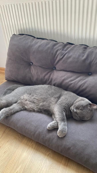 British Shorthair, Kedi  Bal fotoğrafı