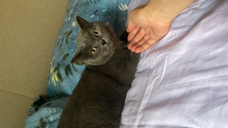 British Shorthair, Kedi  Bal fotoğrafı