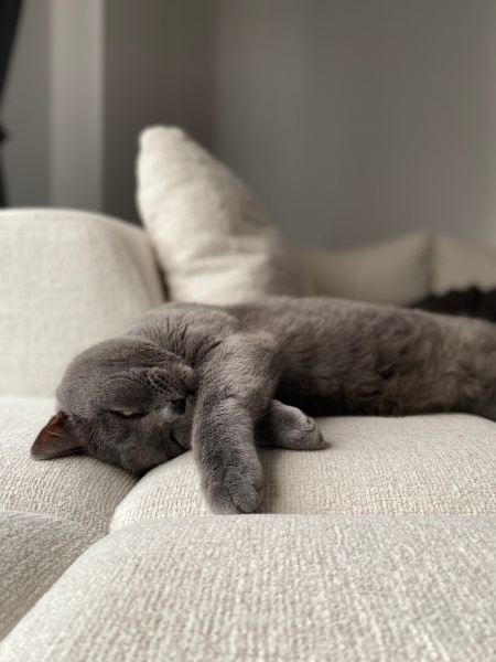 British Shorthair, Kedi  Bal fotoğrafı