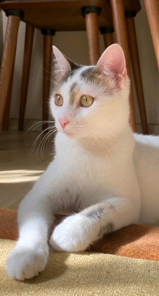 Tekir Kedi, Kedi  Yumi fotoğrafı