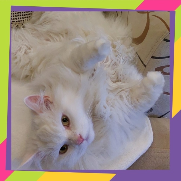 Ragdoll, Kedi  CİNDY fotoğrafı