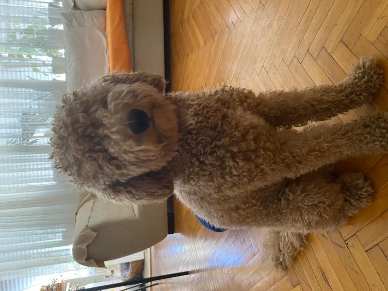 Poodle(Standart Kaniş), Köpek  Odie fotoğrafı