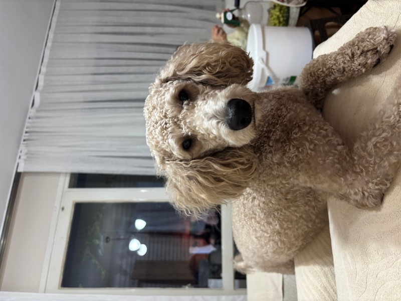 Poodle(Standart Kaniş), Köpek  Odie fotoğrafı