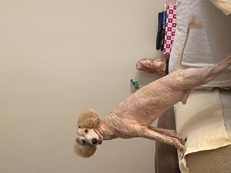 Poodle(Standart Kaniş), Köpek  Odie fotoğrafı