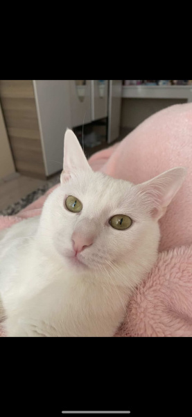 Tekir Kedi, Kedi  Fırfır fotoğrafı