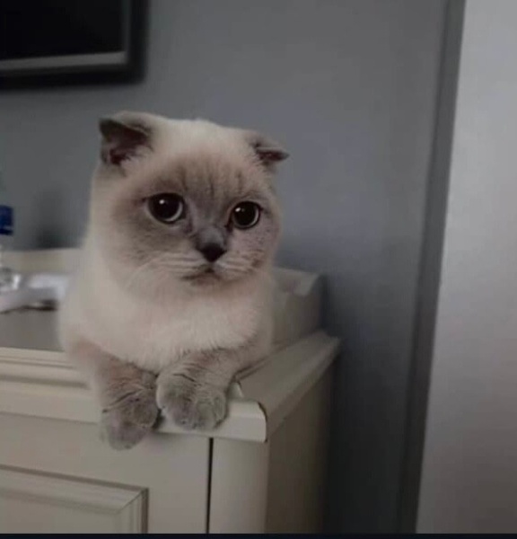 Scottish Fold, Kedi  Mia fotoğrafı