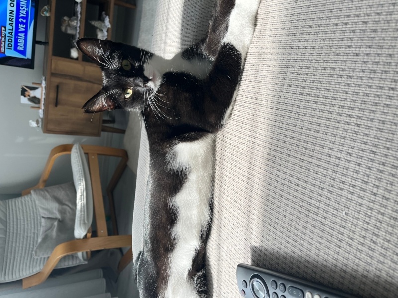 Tuxedo (Smokin) Kedi, Kedi  Leke fotoğrafı