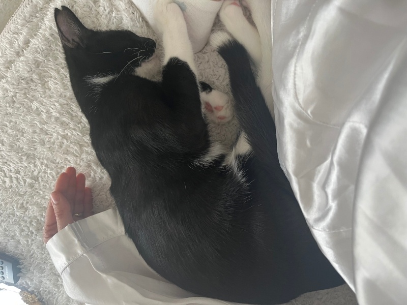 Tuxedo (Smokin) Kedi, Kedi  Leke fotoğrafı