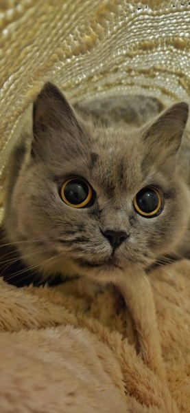 British Longhair, Kedi  Tina fotoğrafı
