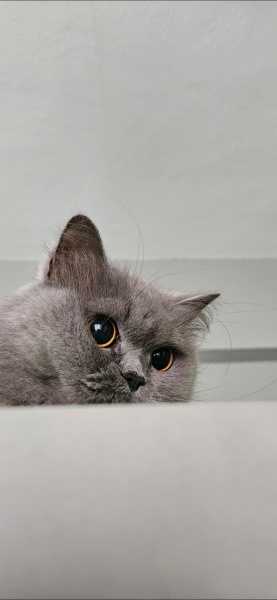 British Longhair, Kedi  Tina fotoğrafı