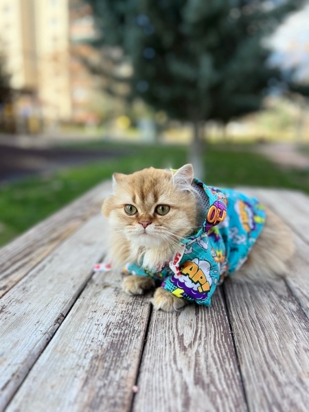 Scottish Fold, Kedi  Melodi fotoğrafı