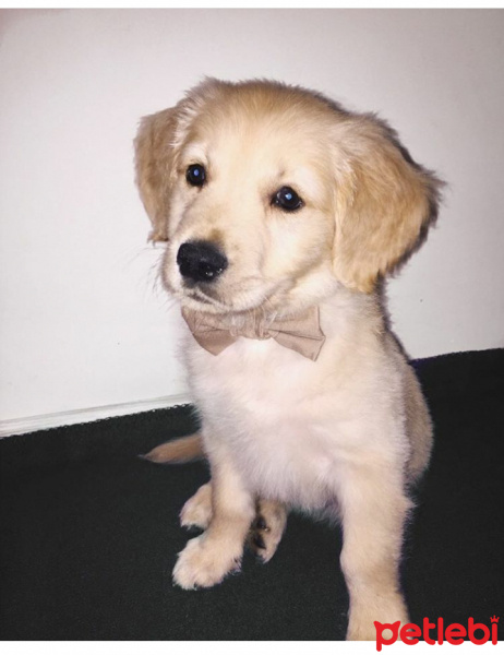 Golden Retriever, Köpek  Leo fotoğrafı